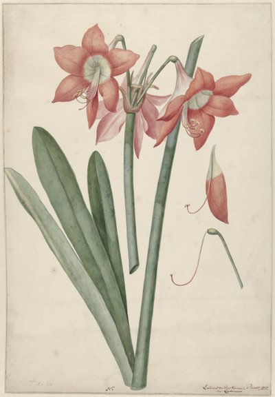 Amaryllis Haoorthia Margaritiferas af Laurens Jacobsz. van der Vinne