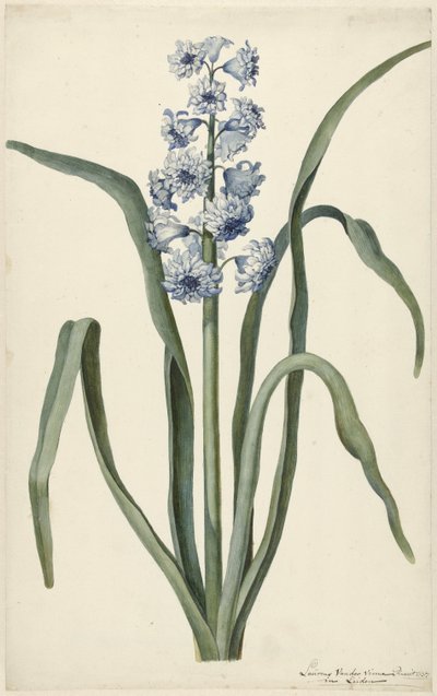Hyacint af Laurens Jacobsz. van der Vinne