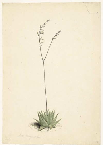 Blomstrende Aloe af Laurens Vincentsz. van der Vinne