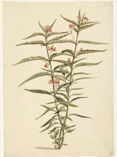 Blomstrende perikon (Asclepias curassavica) af Laurens Vincentsz. van der Vinne