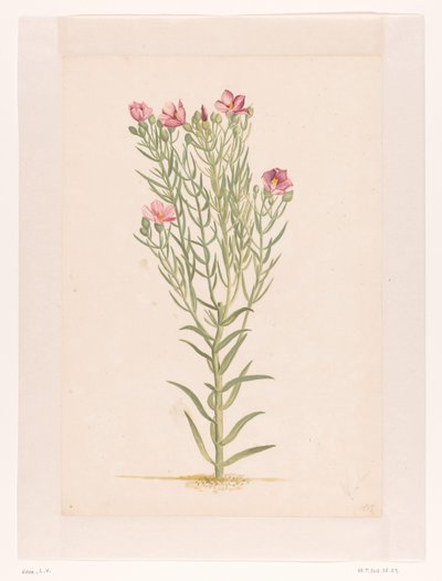 Plante med lyserøde blomster (titel på objekt) af Laurens Vincentsz. van der Vinne