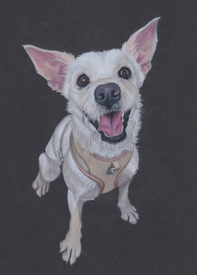 Fluffy , 2025 (farveblyant på tonet papir) af Laurie Michaels