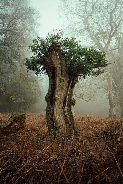 Gammel bonsai, 2025 (foto) af Lee Cooper