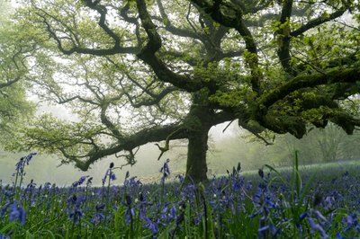 Ancient Greens, 2025 (foto) af Lee Cooper