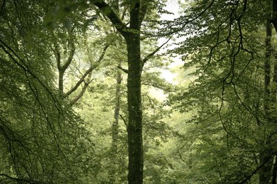 Branchline, 2024 (foto) af Lee Cooper