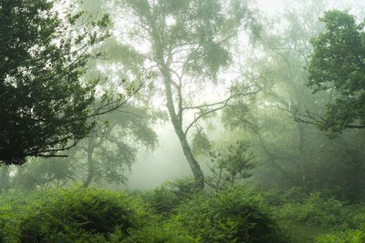 Ekko i grønt, 2024 (foto) af Lee Cooper