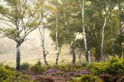 Fading Season, 2023 (foto) af Lee Cooper