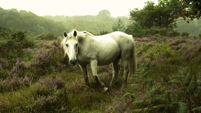 In the Gloaming, 2023 (foto) af Lee Cooper
