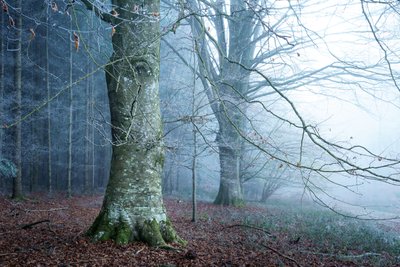 Mosslight, 2023 (foto) af Lee Cooper