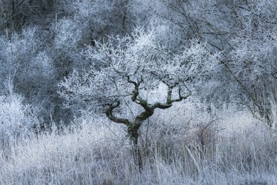 Oldwood Echo, 2022 (foto) af Lee Cooper