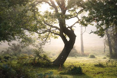 Regnrod, 2023 (foto) af Lee Cooper