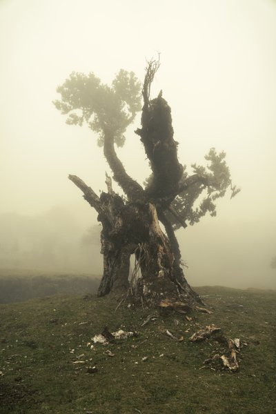 Rootrise, 2023 (foto) af Lee Cooper