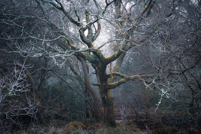 Roots of Time, 2022 (foto) af Lee Cooper