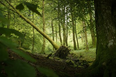 Sentinel Tree, 2024 (foto) af Lee Cooper