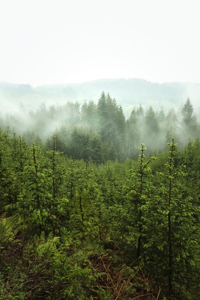 Spring Depths, 2024 (foto) af Lee Cooper