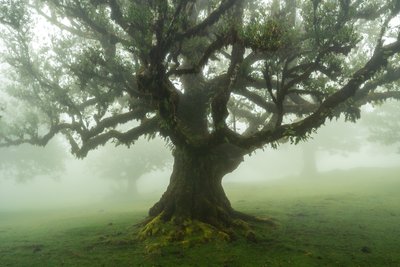 Fortællinger fra skoven, 2025 (foto) af Lee Cooper