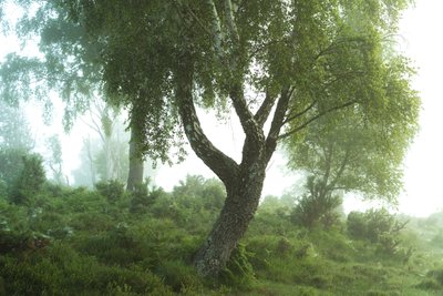 Fortællinger fra skoven III, 2024 (foto) af Lee Cooper