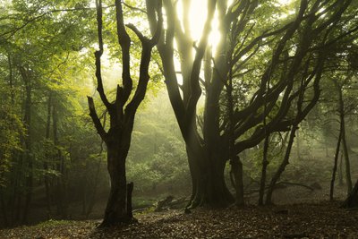 Tales of the Forest II, 2024 (foto) af Lee Cooper