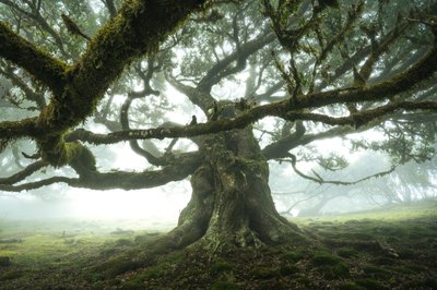 Skoven lytter, 2023 (foto) af Lee Cooper