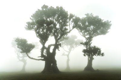The Forest Remains, 2023 (foto) af Lee Cooper