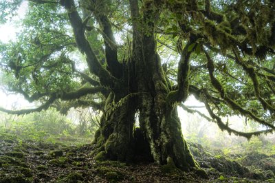 The Forest Remains III, 2023 (foto) af Lee Cooper