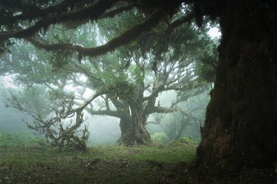 The Gathering Wood, 2023 (foto) af Lee Cooper