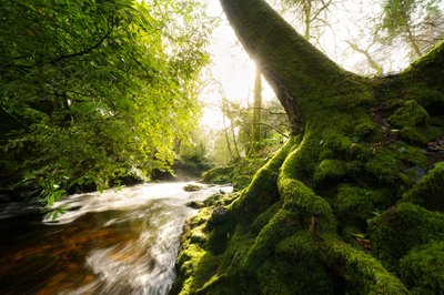 Twilight Grove, 2024 (foto) af Lee Cooper