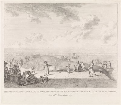 Finhval skyllede op på stranden ved Zandvoort Billede af Vin-Vis (...) strandet mellem Wyk aan Zee og Zandvoord, 18. november 1791 (titel på objekt) af Leendert Overbeek