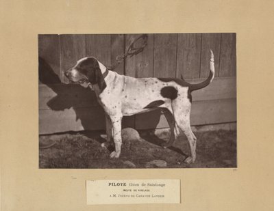 Pilote, Chien de Saintonge, Meute de Virelade, A.M. Joseph de Carayon Latour af Leon Cremiere