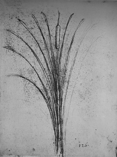 A Bulrush, c1480 1945 af Leonardo da Vinci