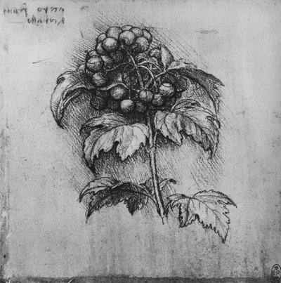 A Spray of a Plant, c1480 1945 af Leonardo da Vinci