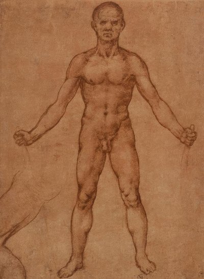 Nøgenstudie af en stående mand, frontal af Leonardo da Vinci