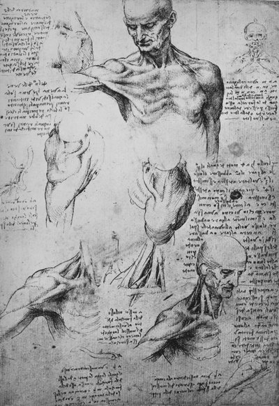 Anatomiske tegninger af en mands hals og skuldre, c1480 1945 af Leonardo da Vinci