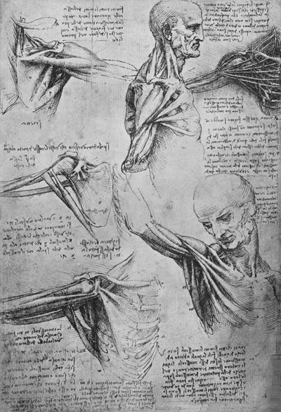 Anatomiske undersøgelser af en mands nakke og skuldre, c1480 1945 af Leonardo da Vinci