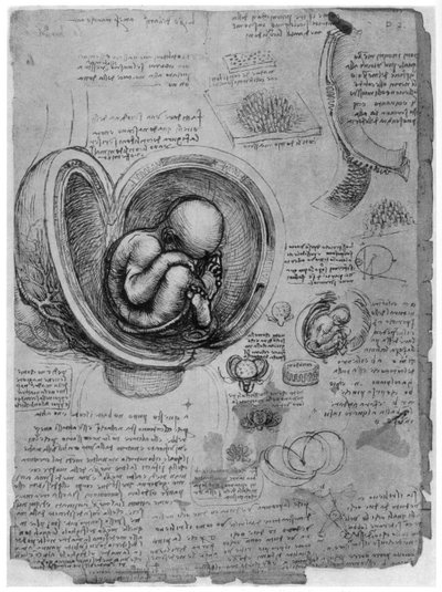 Anatomisk skitse af et menneskeligt foster i livmoderen, c1510 1954 af Leonardo da Vinci
