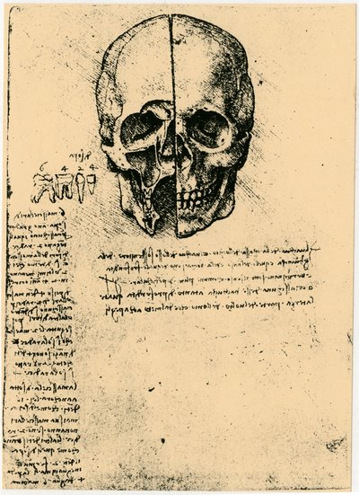 Anatomisk skitse af et menneskeskalle, c1472-1519 af Leonardo da Vinci