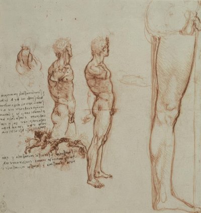 Anatomiestudien af Leonardo da Vinci