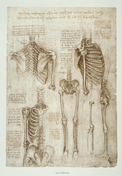Anatomiestudien af Leonardo da Vinci