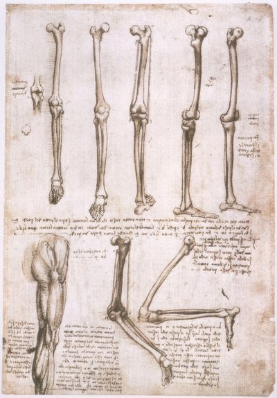 Anatomiestudien af Leonardo da Vinci