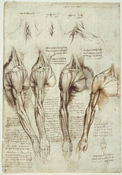 Anatomiestudien af Leonardo da Vinci