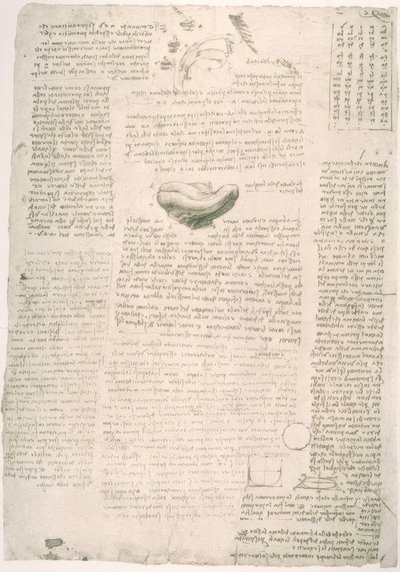 Anatomiestudien af Leonardo da Vinci