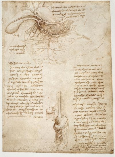 Anatomiestudien af Leonardo da Vinci
