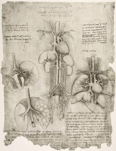 Anatomiestudien af Leonardo da Vinci