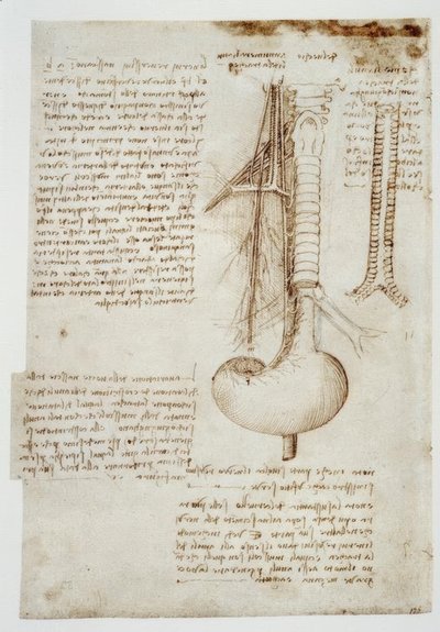 Anatomiestudien af Leonardo da Vinci