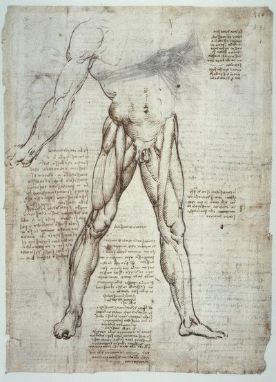 Anatomiestudien af Leonardo da Vinci