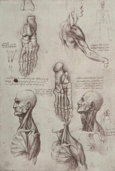 Anatomiestudien af Leonardo da Vinci