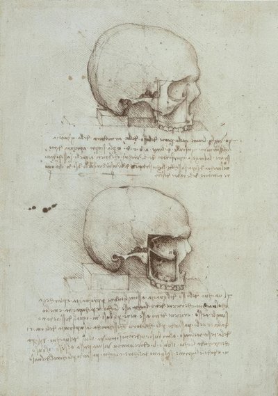 Anatomiestudien af Leonardo da Vinci