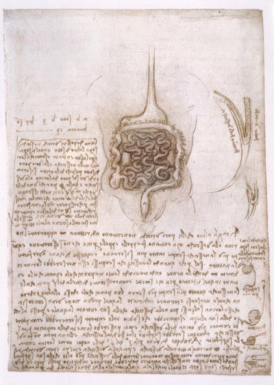 Anatomiestudien af Leonardo da Vinci