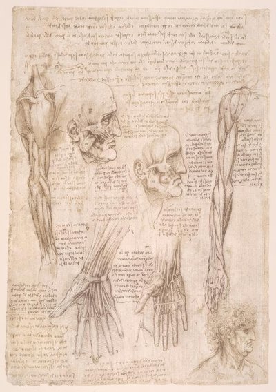 Anatomiestudien af Leonardo da Vinci