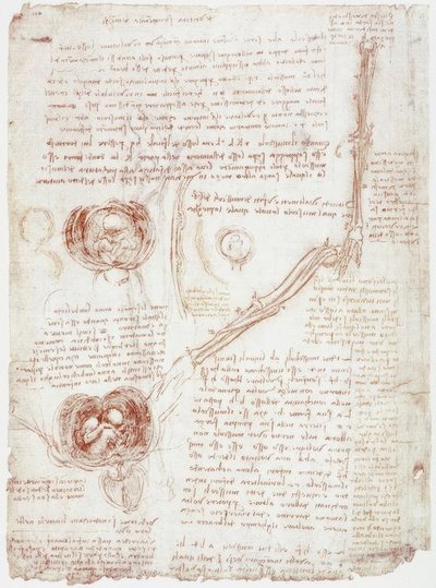 Anatomistudier: Bevægelse af albueleddet/fosteret i livmoderen af Leonardo da Vinci